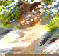 Discover Rottnest with Ferry  Bus Tour from Perth or Fremantle - Palm Beach Accommodation