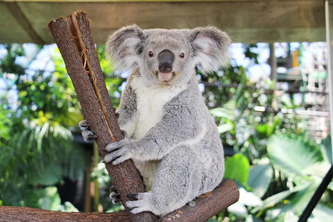 Cairns ZOOM And Wildlife Dome - Palm Beach Accommodation 0
