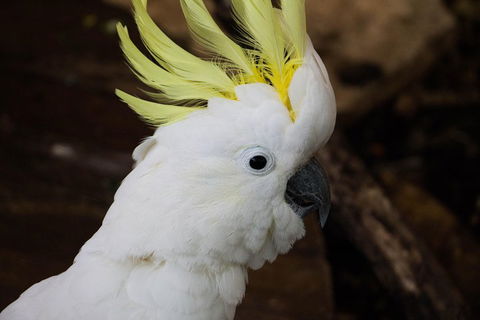 Cairns ZOOM And Wildlife Dome - Palm Beach Accommodation 2