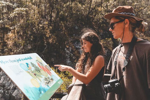 Springbrook AndTamborine Rainforest Tour Incl Natural Bridge And Glow Worm Cave - Palm Beach Accommodation 0