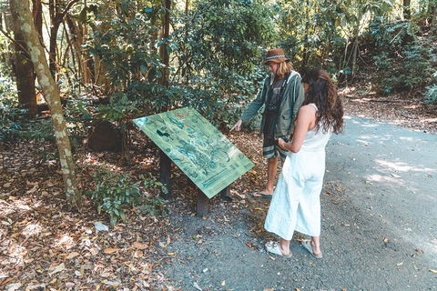 Springbrook AndTamborine Rainforest Tour Incl Natural Bridge And Glow Worm Cave - Palm Beach Accommodation 5