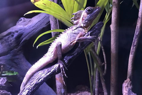 Cairns Aquarium Admission Ticket - Palm Beach Accommodation 0