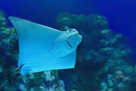 Cairns Aquarium Admission Ticket - Palm Beach Accommodation 2