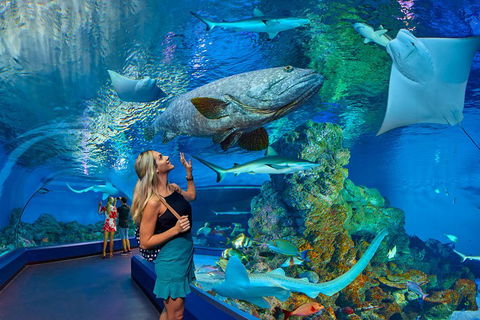 Cairns Aquarium Admission Ticket - Palm Beach Accommodation 3
