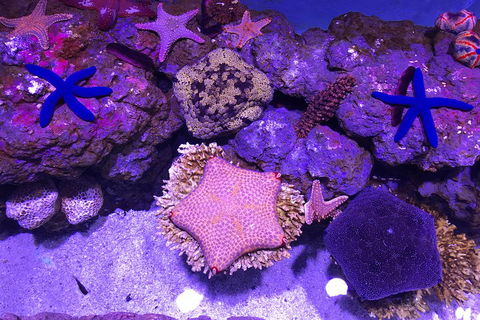 Cairns Aquarium Admission Ticket - Palm Beach Accommodation 5