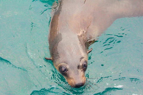 Wilsons Promontory Full Day Cruise - Palm Beach Accommodation 0