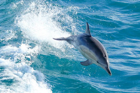 Wilsons Promontory Full Day Cruise - Palm Beach Accommodation 1