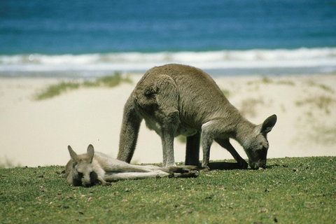 Great Ocean Road Highlights Tour - 2 Days, 1 Night - Palm Beach Accommodation 2