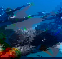 Scuba Dive the S.S. Yongala Wreck on the Great Barrier Reef. - Palm Beach Accommodation