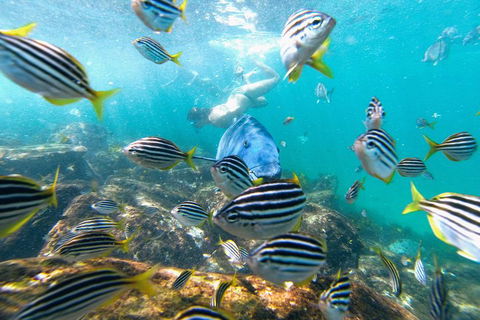 Manly Snorkel Trip And Nature Walk With Local Guide - Palm Beach Accommodation 2
