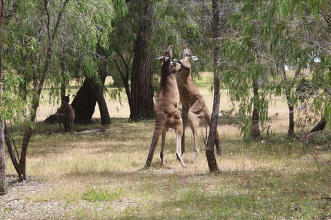 Margaret River Coastal And Wildlife Eco Trip From Busselton Or Dunsborough - Palm Beach Accommodation 1